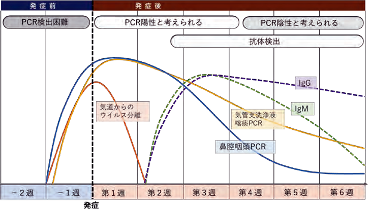 から 発症 まで ウイルス コロナ 感染 新型