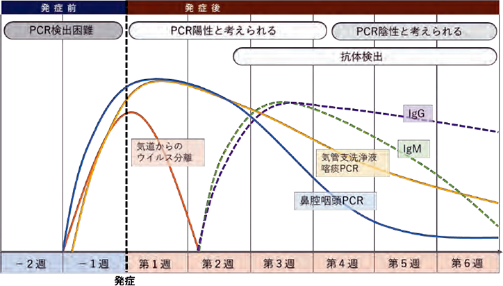 時間 コロナ 発症 まで の 新型コロナの潜伏期間と濃厚接触者の判断基準を紹介｜ICheckNAVI